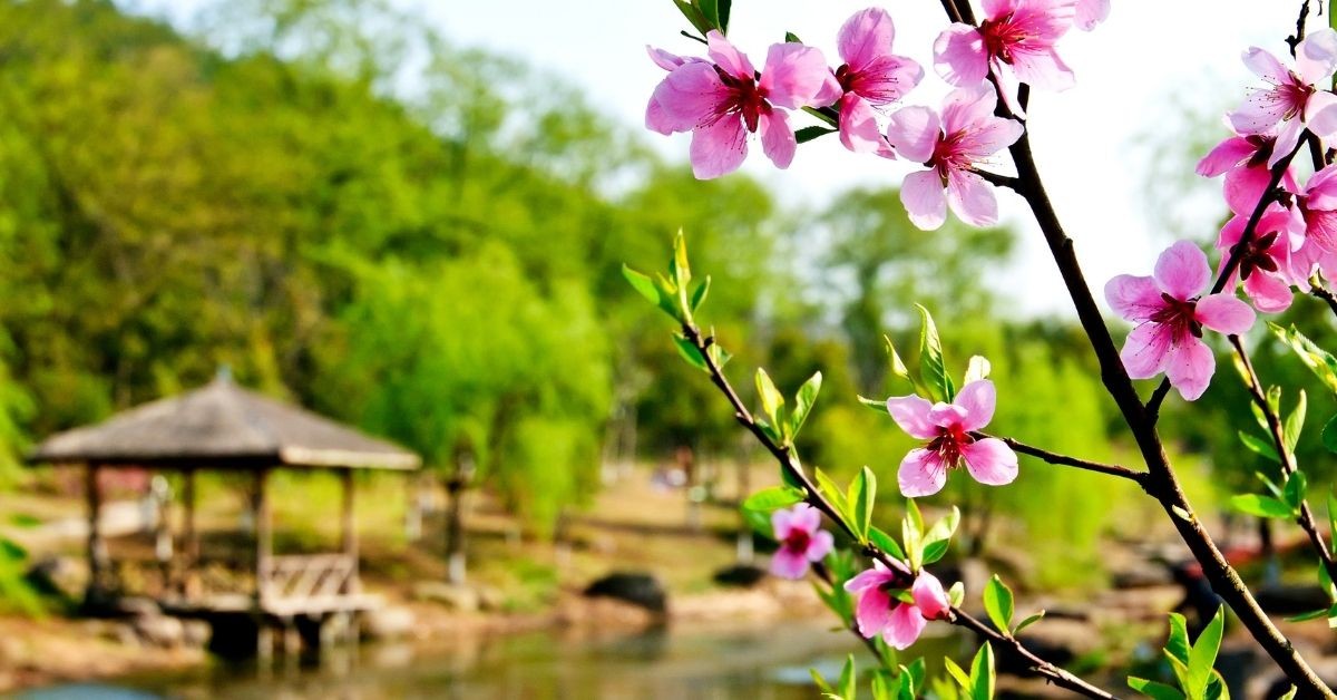 【重新解讀文言文】森小的一堂國語課：桃花源記（上）